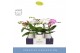 Phalaenopsis mix Dioro Mix 2 spike in Emilia White Aquo 16 bl. 2 tak/p 