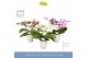 Phalaenopsis mix Dioro Mix 2 spike in Emilia White Aquo 16 bl. 2 tak/p 