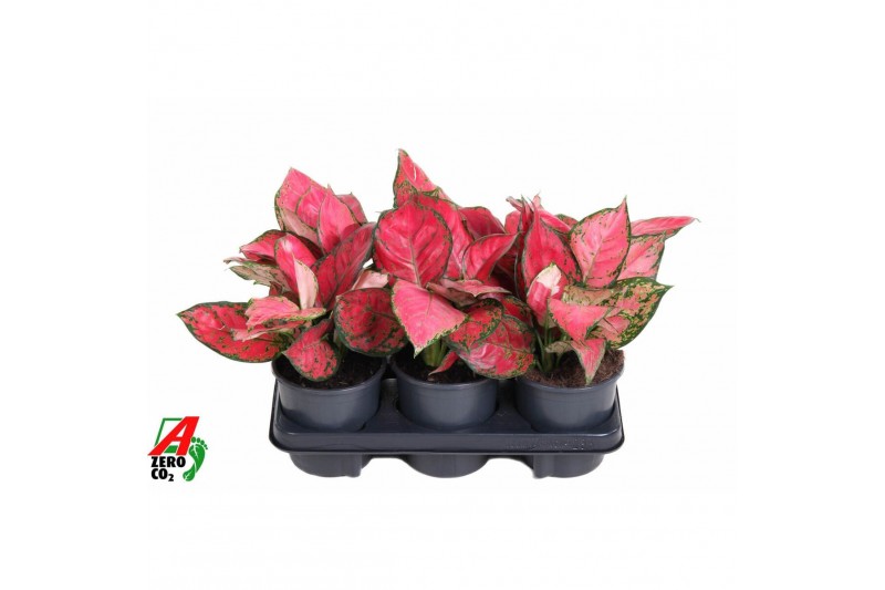 Aglaonema Aglaonema Beauty2 pp 