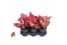 Aglaonema Aglaonema Beauty2 pp