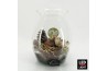 Arrangementen hippeastrum HICR-2506WLED Kerst Amaryllis terrarium 1 pp