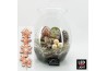 Arrangementen hippeastrum HICR-2509WLED Kerst Amaryllis terrarium 1 pp
