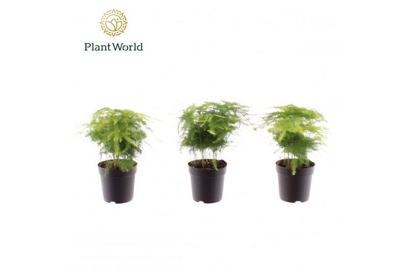 Asparagus setaceus Asparagus plumosus 7 cm 6 pp 