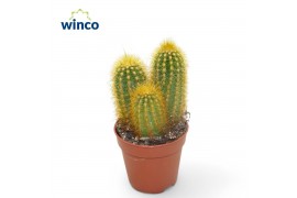 Pilosocereus chrysostele Pilosocereus Chrysotele