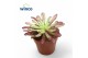 Aeonium Aeonium Mardi Grass1 pp 