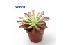 Aeonium Aeonium Mardi Grass1 pp