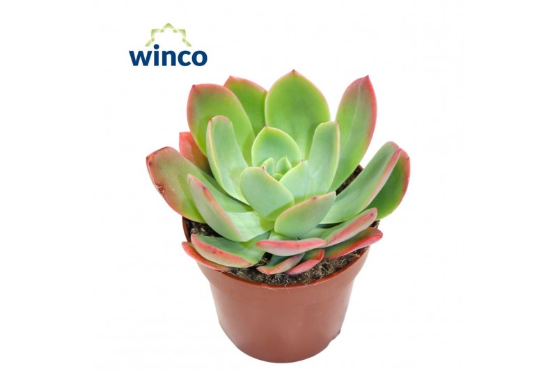 Echeveria Echeveria Luellazonder bloem bl. 