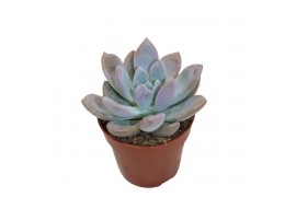 Echeveria Graptoveria Opalinaoverig pp overige bl.
