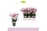 Phalaenopsis multiflora roze Boquetto Glossem 3-5 spike 30 bl. 3 tak/p