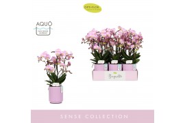 Phalaenopsis multiflora roze Boquetto Glossem 3-5 spike in Molise Lila