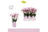 Phalaenopsis multiflora roze Boquetto Glossem 3-5 spike in Molise Lila