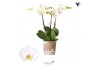 Phalaenopsis anthura madrid Kolibri Orchids Phalaenopsis Jewel Ghent 3
