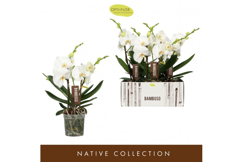Phalaenopsis wit Bambuso Sequoia >2 spike18 bl. 2 tak/plnt 