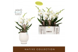 Phalaenopsis wit Bambuso Sequoia >2 spike in Abruzzo White Aquo18 bl. 