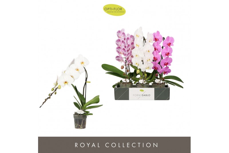 Phalaenopsis mix Formidablo Mix12 bl. 1 tak/plnt 