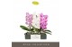 Phalaenopsis mix Formidablo Mix12 bl. 1 tak/plnt 