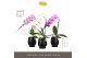 Phalaenopsis mix Formidablo Mix in Abruzzo Black Aquo Showdoos12 bl. 1 