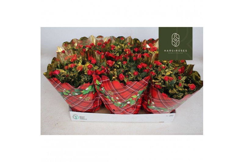 Rosa apache kordana Rosa Kordana Apache Schaal met kersthoes en glitte 