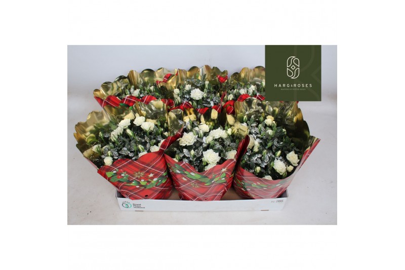 Rosa alaska kordana Rosa Kordana Alaska Schaal met kersthoes en glitte 