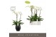 Phalaenopsis wit Fortuno Largo 3 spike in Abruzzo Black Aquo18 bl. 3 t 
