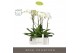 Phalaenopsis wit Fortuno Largo 3 spike in Abruzzo Black Aquo18 bl. 3 t 