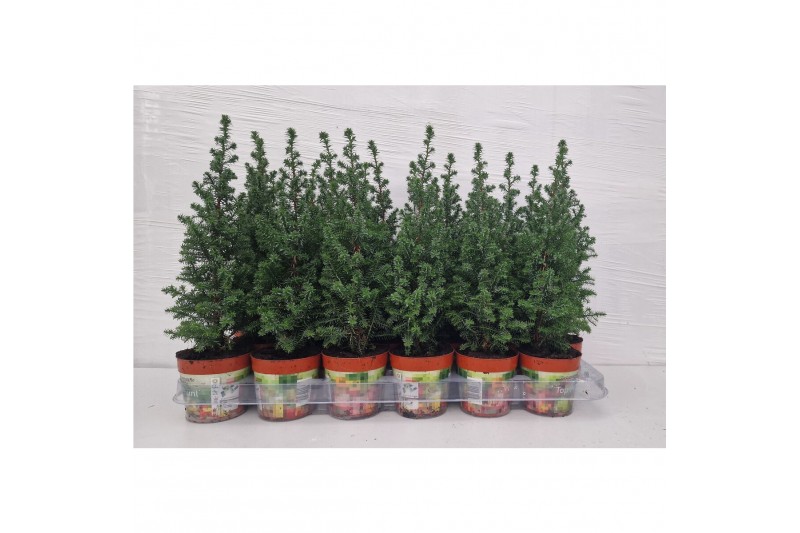 Chamaecyparis thyoides top point Chamaecyparis Thyoidis Toppoint 