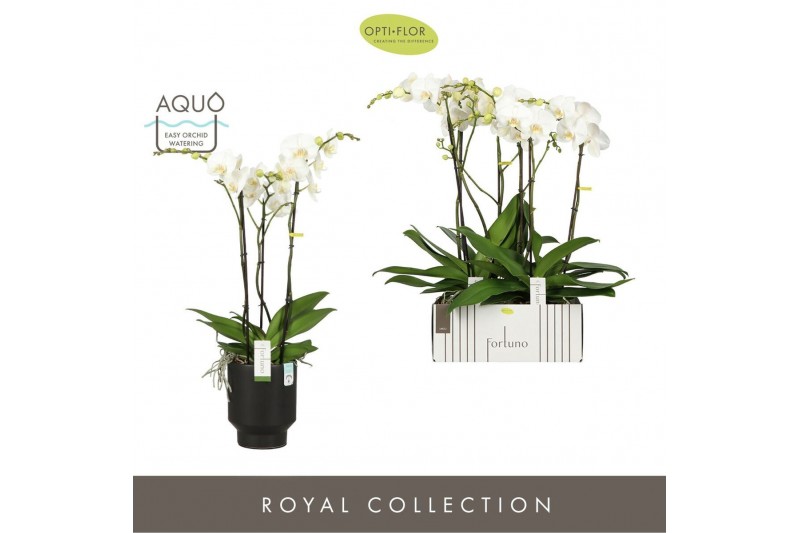Phalaenopsis wit Fortuno Largo 3 spike in Emilia Dark Brown Aquo 18 bl 
