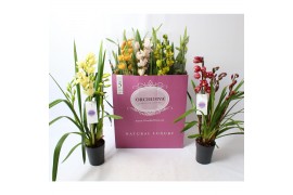 Cymbidium mix Cymbidium kleuren mix 4-5 tak 4 tak/plnt 24 bl.