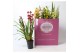 Cymbidium mix Cymbidium kleuren mix 4-5 tak 4 tak/plnt 24 bl. 