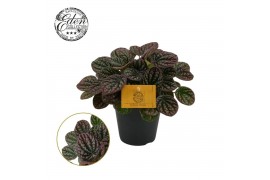 Peperomia Peperomia Lucinda 12cm 4 pp