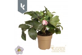 Helleborus hgc ice n roses picotee HGC Helleborus Ice N Roses Picotee 