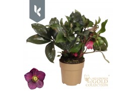 Helleborus hgc ice n roses early red HGC Helleborus Ice N Roses Red in