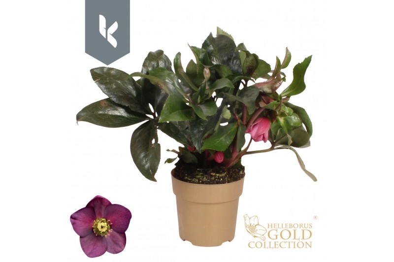 Helleborus hgc ice n roses early red HGC Helleborus Ice N Roses Red in 