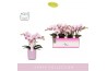 Phalaenopsis multiflora roze MyMonro Make-up 3 spike in Molise Lilac A