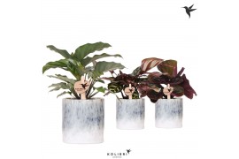 Calathea mix Kolibri Greens Calathea mix in Sky pot 1 pp