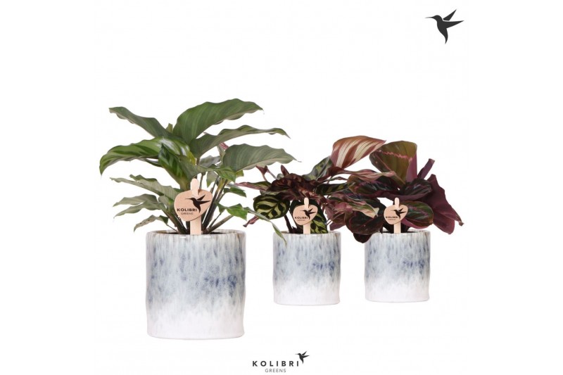 Calathea mix Kolibri Greens Calathea mix in Sky pot 1 pp 