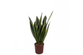 Sansevieria trifasciata Sansevieria Canary