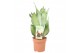 Sansevieria trifasciata moonshine Sansevieria Moonshine 