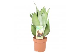 Sansevieria trifasciata moonshine Sansevieria Moonshine