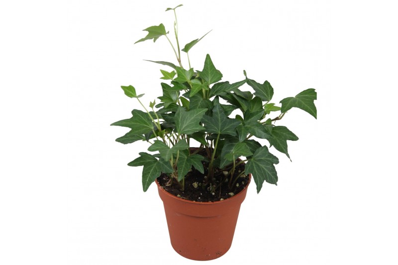 Hedera helix diny Hedera helix Diny10 - 14  cm 7 pp 