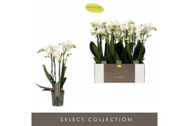 Phalaenopsis multiflora wit Optimost Helios 4 spike40 bl. 4 tak/plnt 5