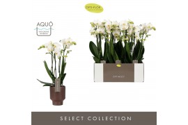 Phalaenopsis multiflora wit Optimost Helios 4 spike in Emilia Brown Aq