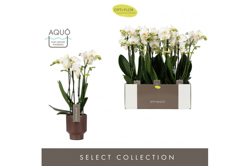 Phalaenopsis multiflora wit Optimost Helios 4 spike in Emilia Brown Aq 