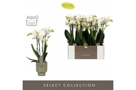 Phalaenopsis multiflora wit Optimost Helios 4 spike in Emilia Green Aq