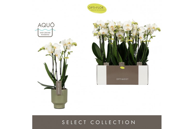 Phalaenopsis multiflora wit Optimost Helios 4 spike in Emilia Green Aq 