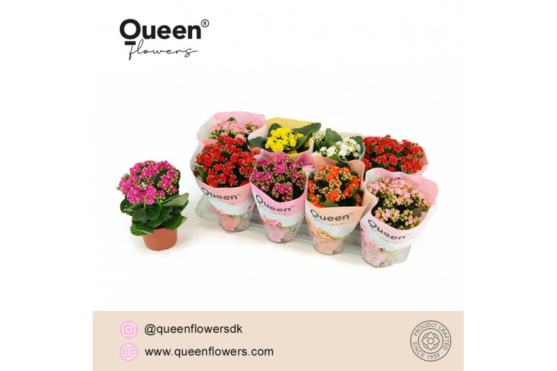 Kalanchoe grandiva mix Kalanchoe Mix P12 Queen 1 pp 13 cm diameter 25  