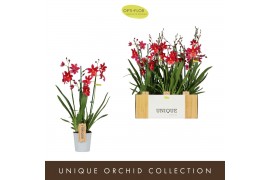 Burrageara nelly isler Nelly Isler Red 3 spike3 tak/plnt 500