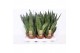 Sansevieria zeylanica Sansevieria zeylanica compacta 