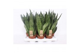 Sansevieria zeylanica Sansevieria zeylanica compacta
