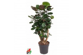 Polyscias fabian Polyscias Fabian vertakt P241 pp